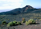 Der Vulkan Teneguia, im Süden von La Bamba : Vulkangries, Pflanzen